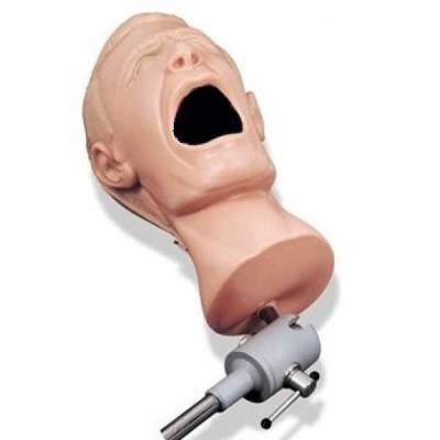 Фантом без модели челюсти Фантом без модели челюсти